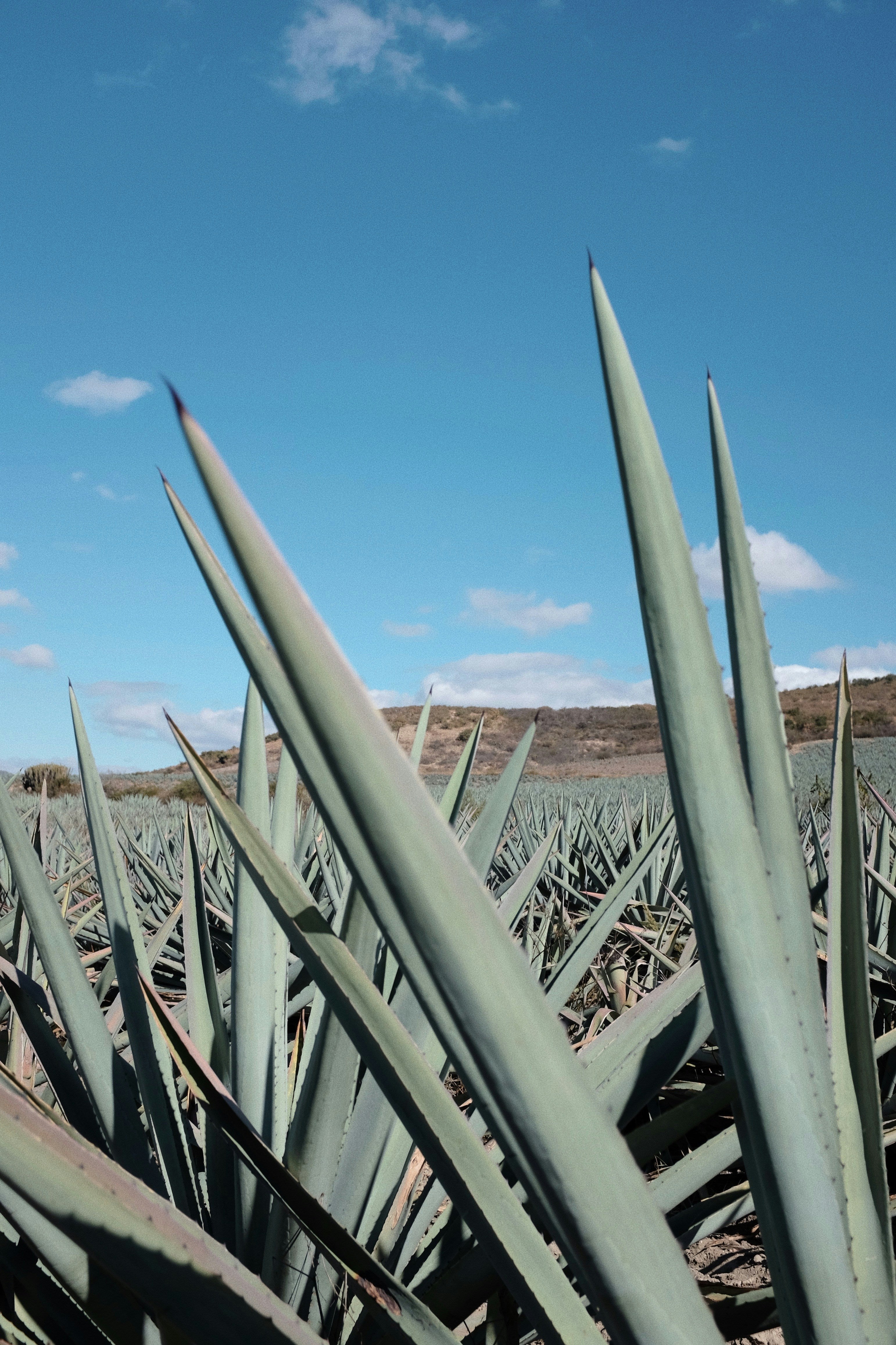 Why THUMOS Chooses Agave Inulin Over Sugar: The Ancient Plant That Feeds Your Gut and Fuels Your Spirit
