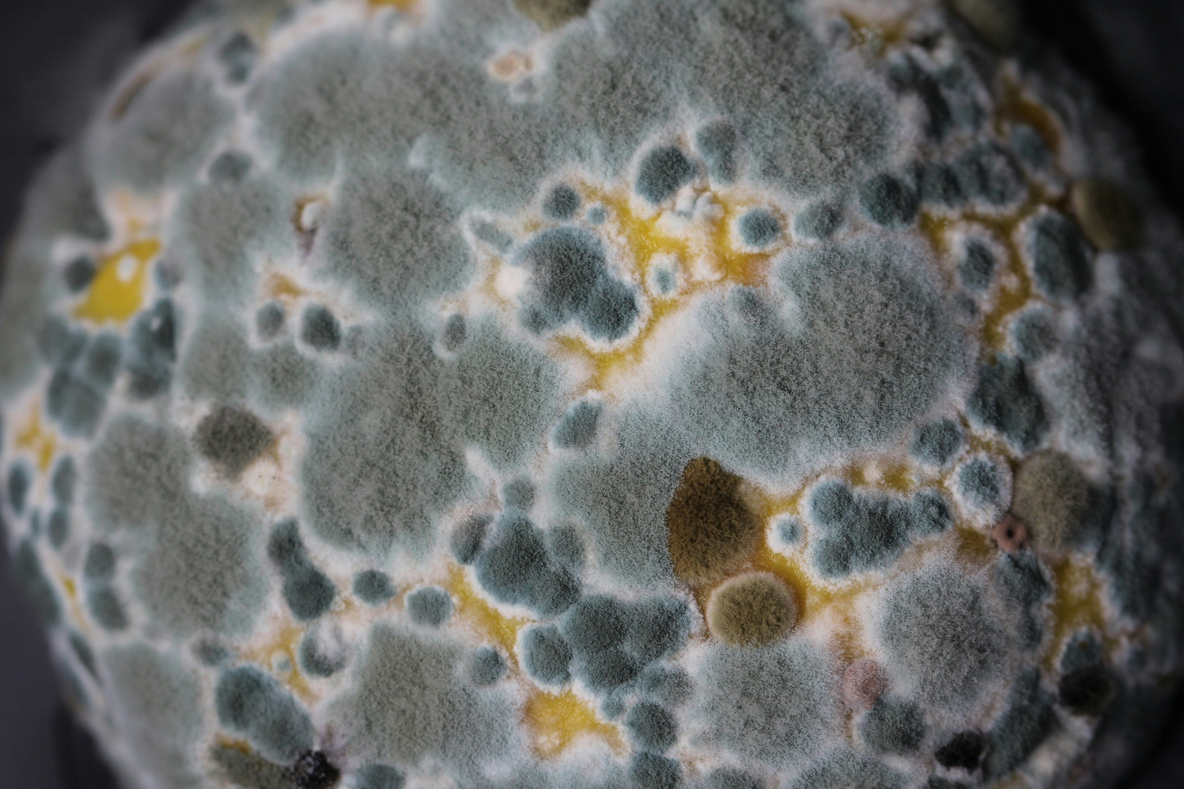 The Moldy Coffee Epidemic: What's Really in Your Morning Cup — And What It's Doing to Your Gut